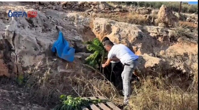 Şanlıurfa’da Narkotik Operasyonu