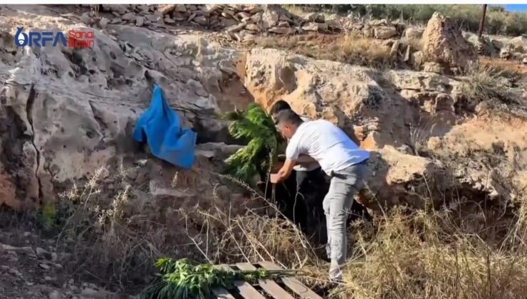 Şanlıurfa’da Narkotik Operasyonu